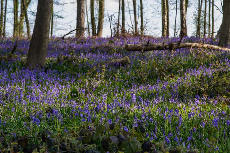 blue forest