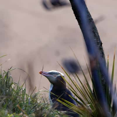 Bushy Beach Scenic Reserve, New Zealand