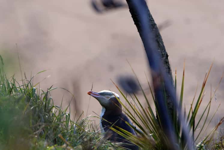 Bushy Beach Scenic Reserve
