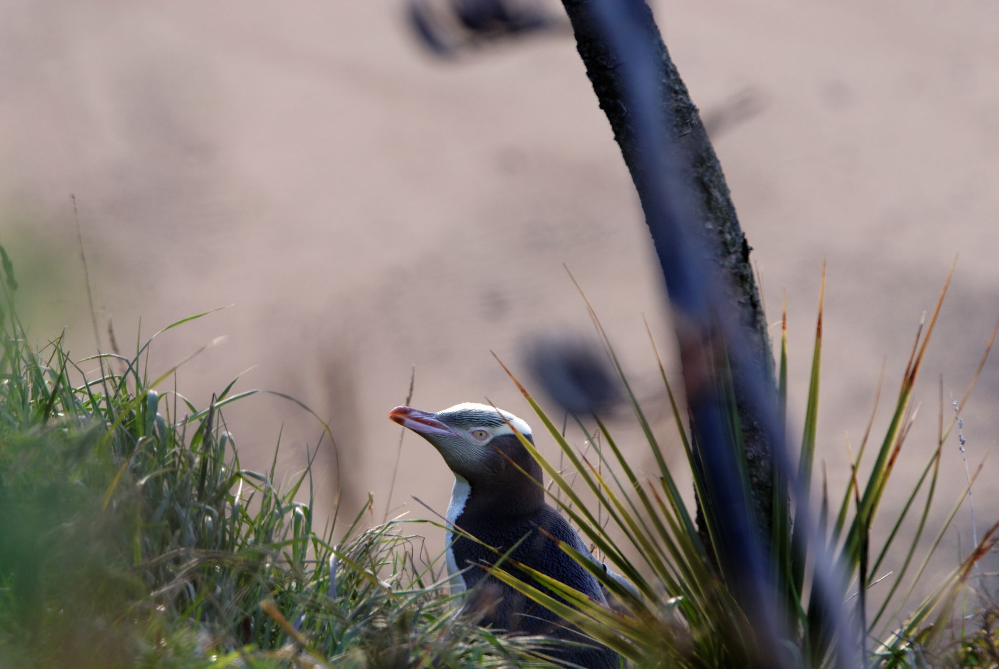 Bushy Beach Scenic Reserve, New Zealand