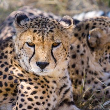 Cheetah Conservation Fund, Namibia