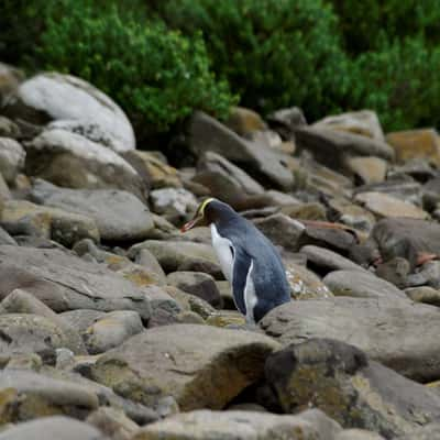 Curio Bay, Catlins, New Zealand