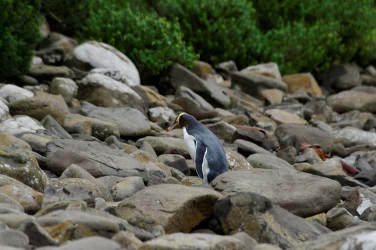 Curio Bay, Catlins