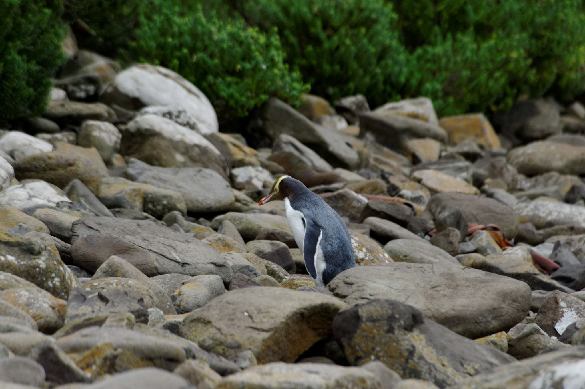 Curio Bay, Catlins, New Zealand