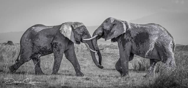 Dueling Elephants