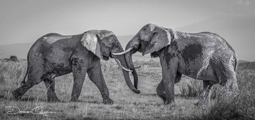 Dueling Elephants