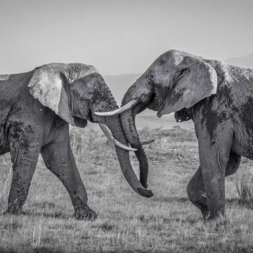 Dueling Elephants, Kenya