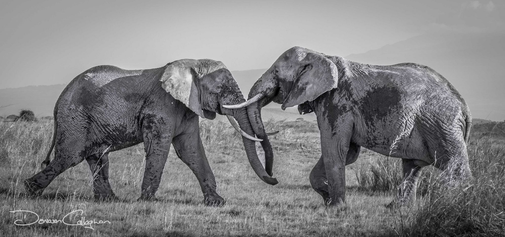 Dueling Elephants, Kenya