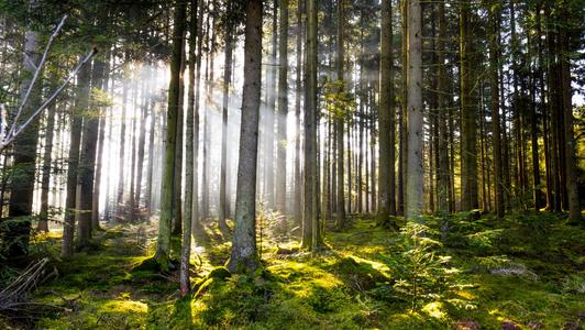 Bühlerzell - fairy tale forest