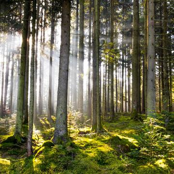 Bühlerzell - fairy tale forest, Germany