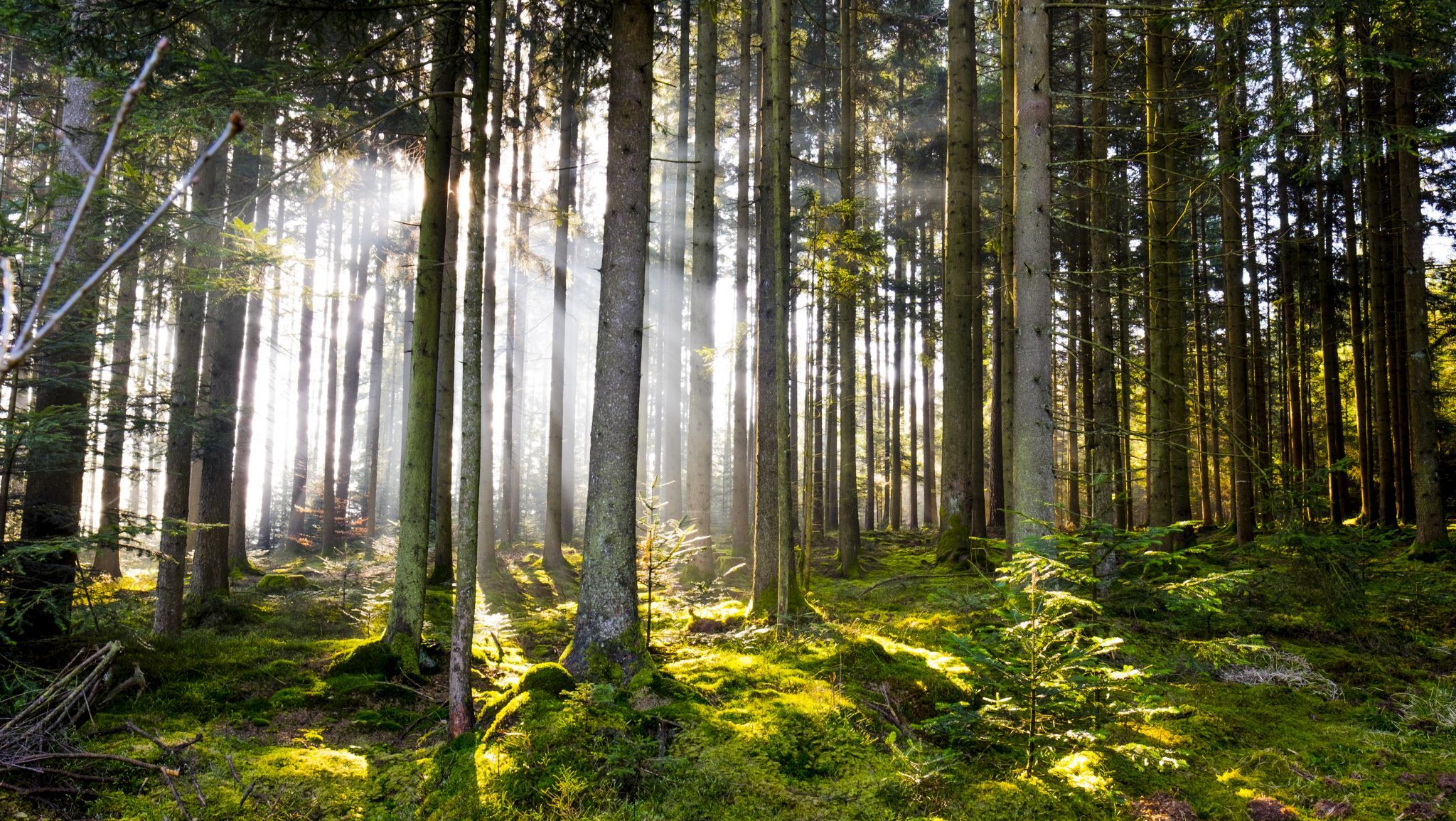 Bühlerzell - fairy tale forest, Germany