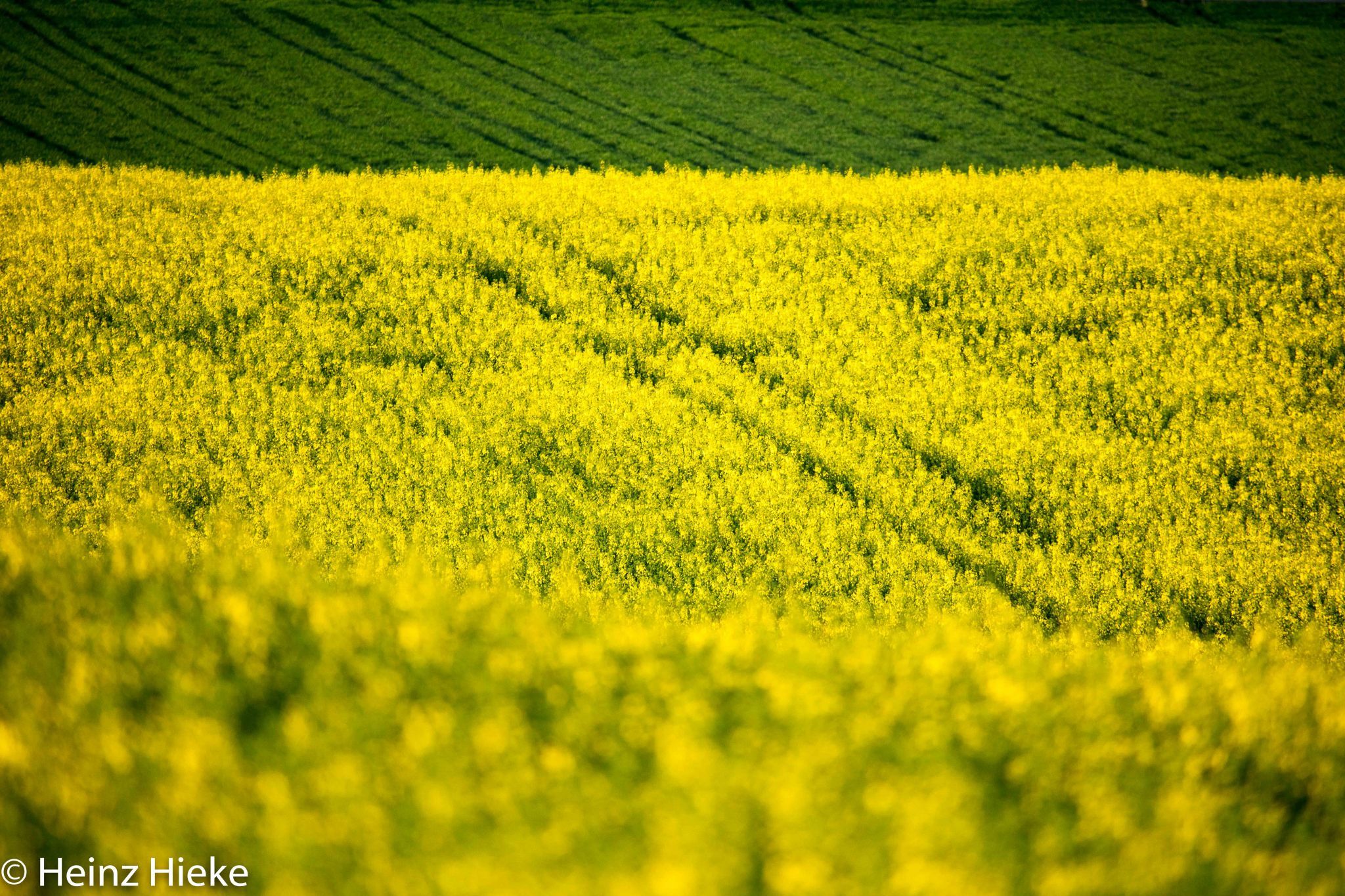 Fields, Switzerland