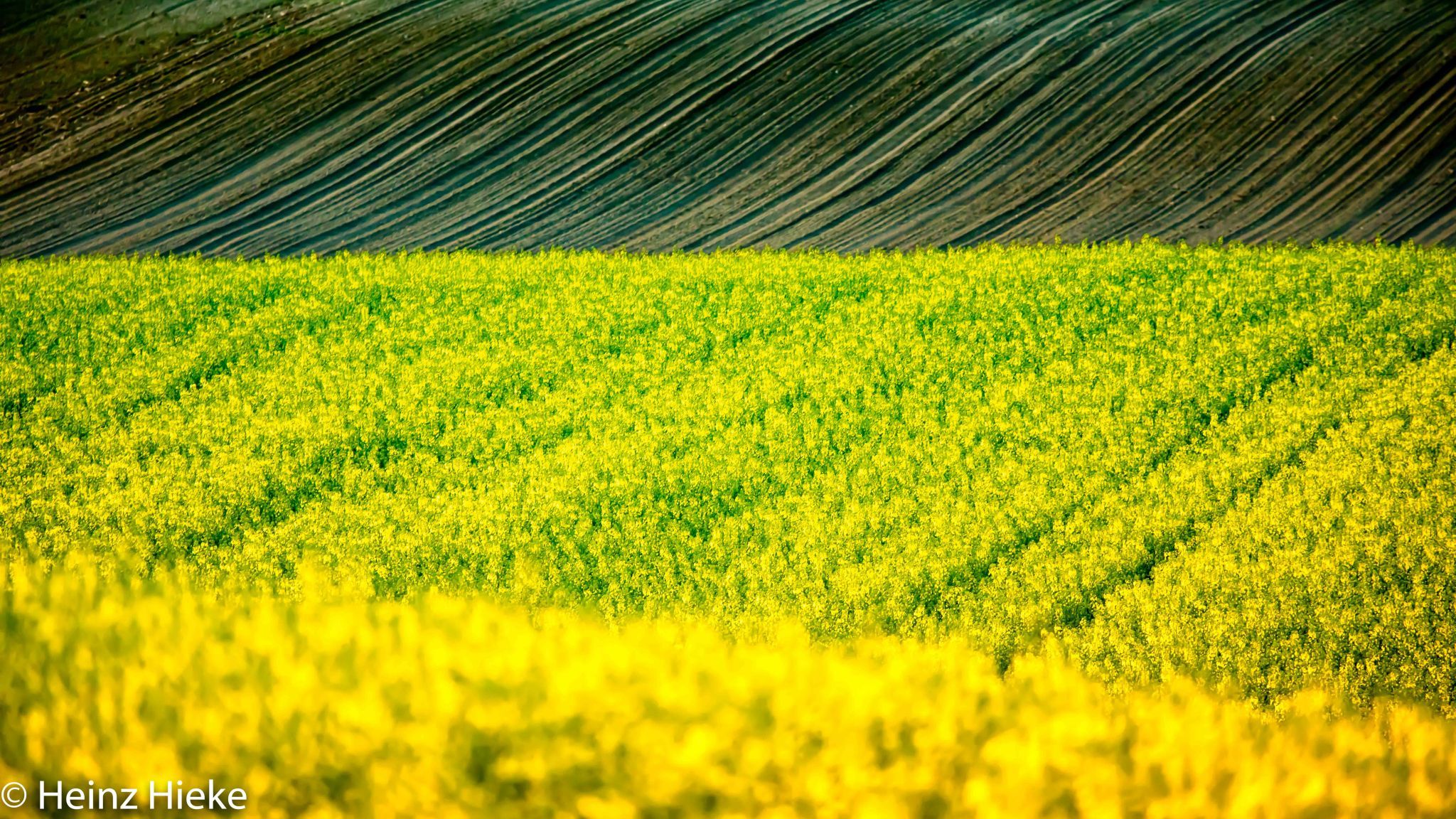Fields, Switzerland