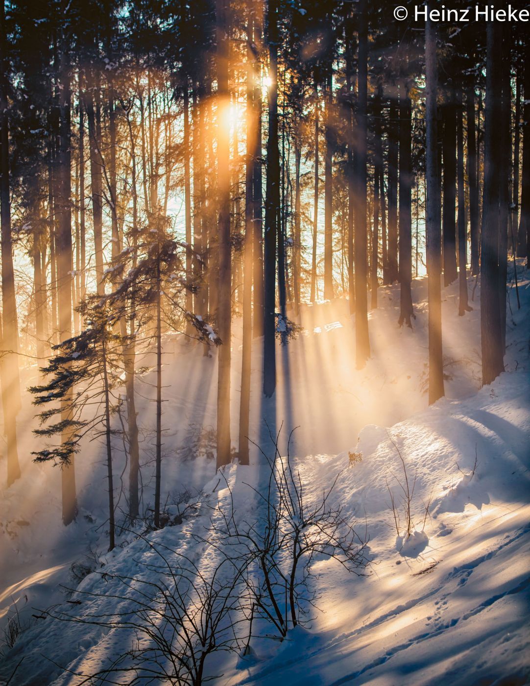 Ganser Wald, Switzerland