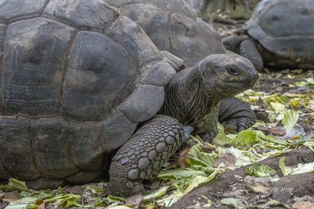Giant tortoises, Prison Island