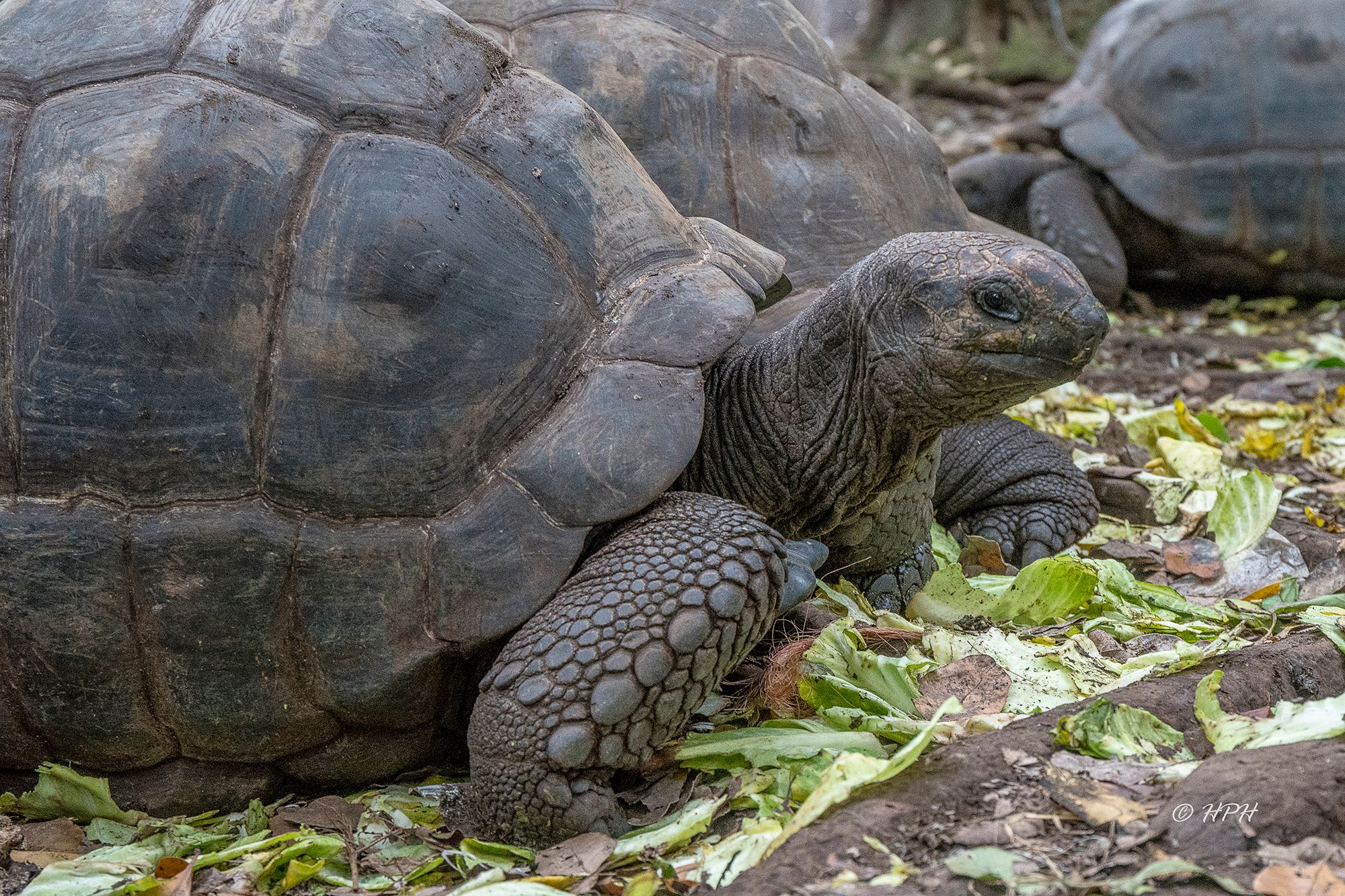 Giant tortoises, Prison Island, Tanzania