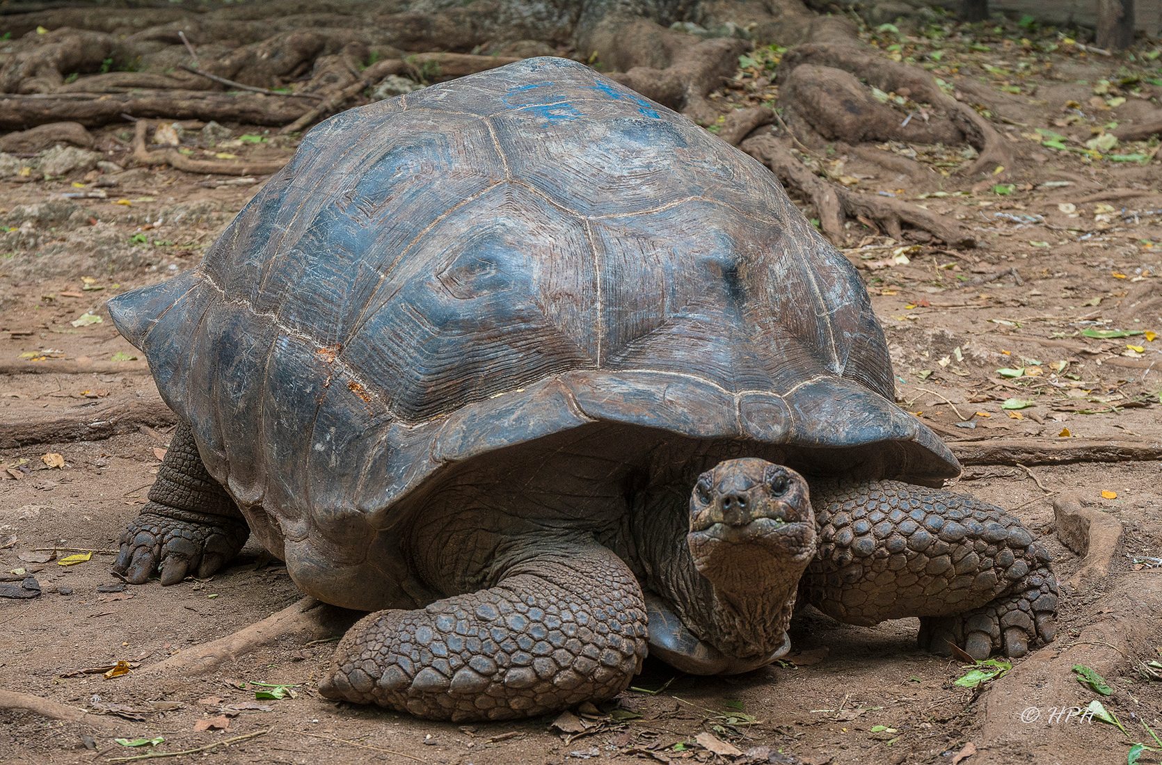 Giant tortoises, Prison Island, Tanzania