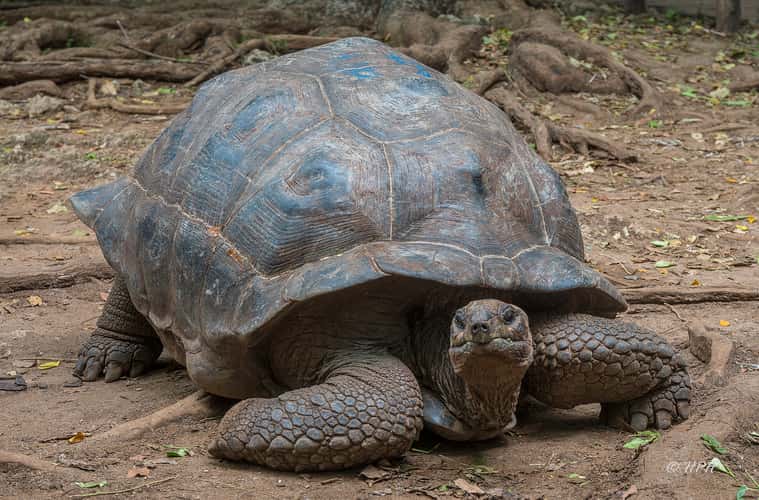 Giant tortoises, Prison Island