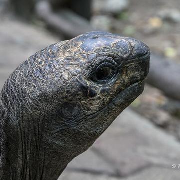 Giant tortoises, Prison Island, Tanzania