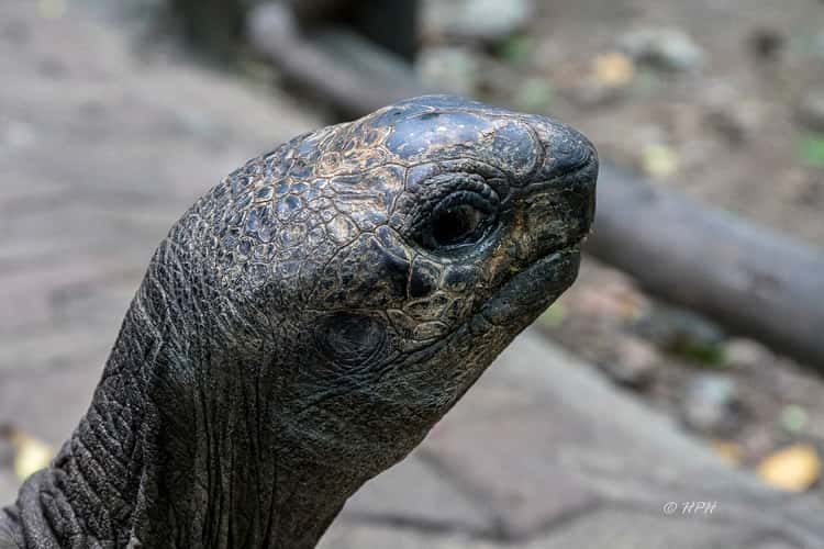 Giant tortoises, Prison Island