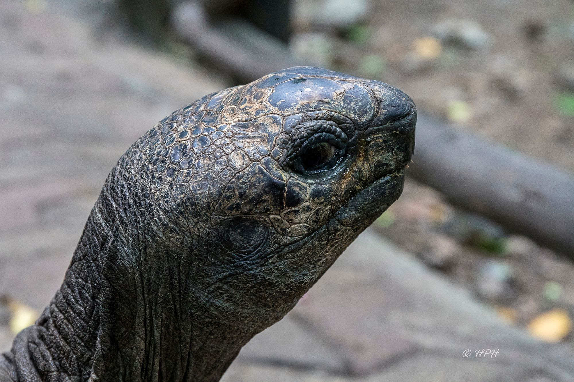 Giant tortoises, Prison Island, Tanzania