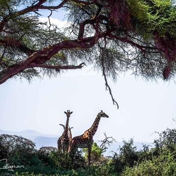 Giraffes in the shade Tortilis. Amboseli, Kenya