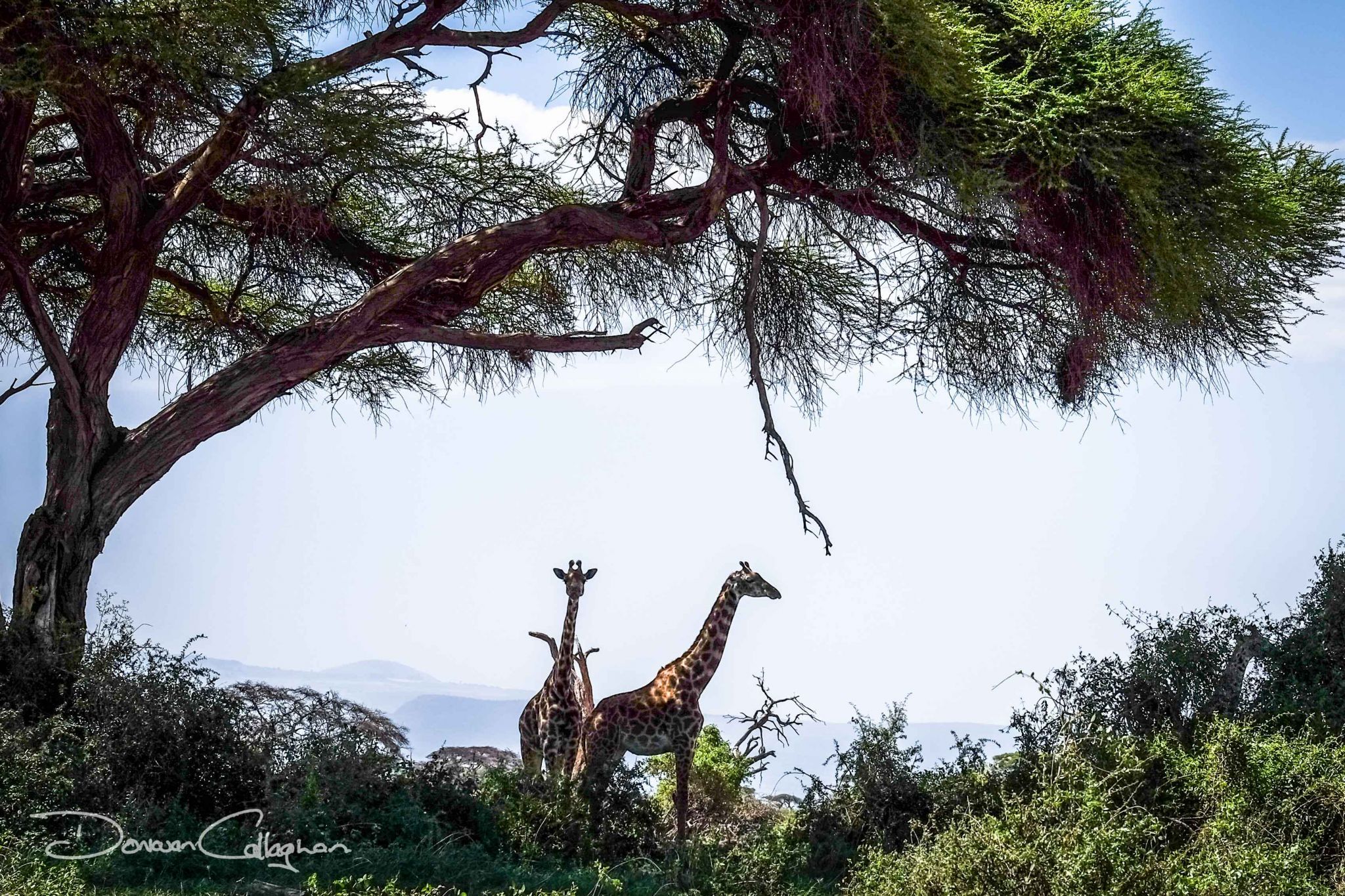 Giraffes in the shade Tortilis. Amboseli, Kenya