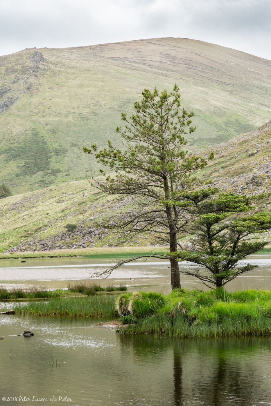 Glanteenassig Wood, Ireland