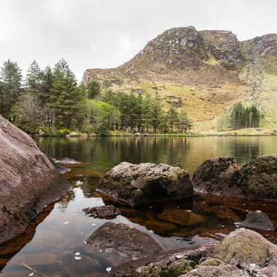 Glanteenassig Wood, Ireland