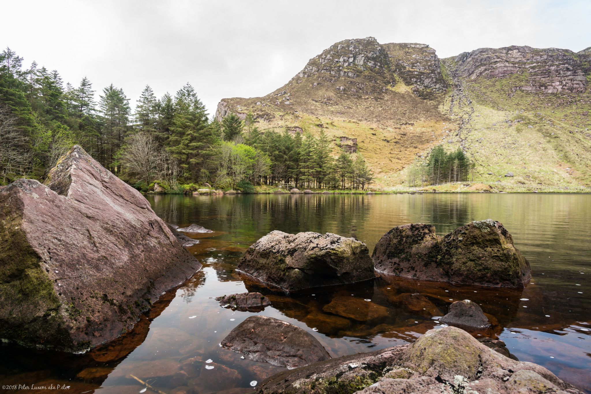 Glanteenassig Wood, Ireland