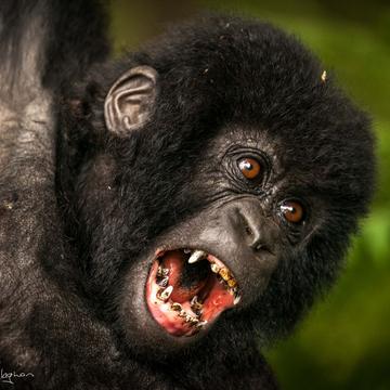 Gorillas in Rwanda, Rwanda