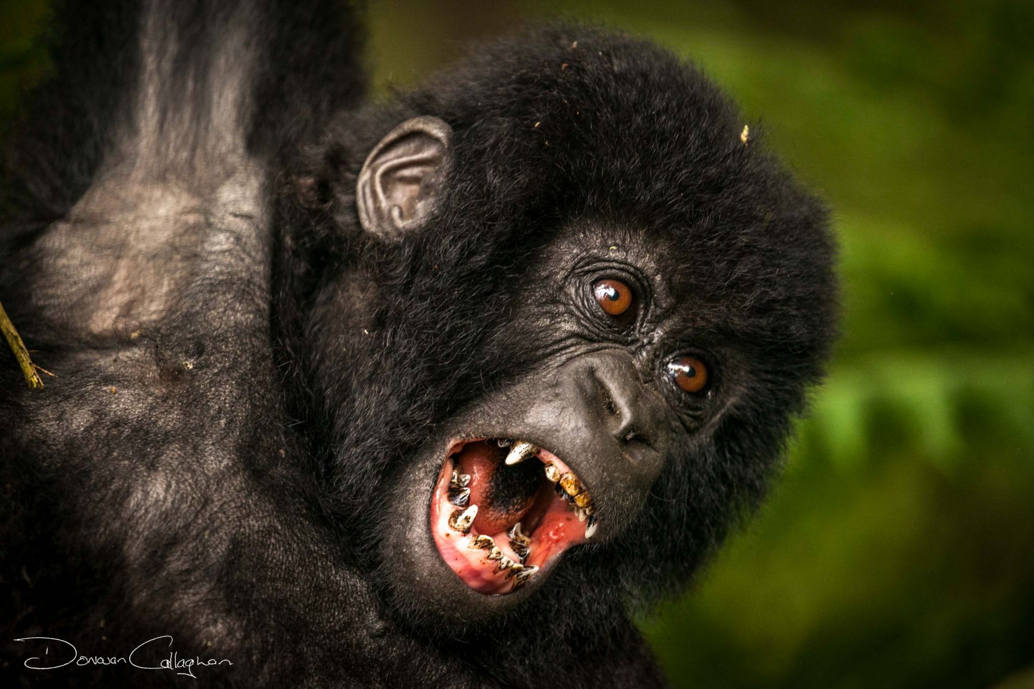 Gorillas in Rwanda, Rwanda