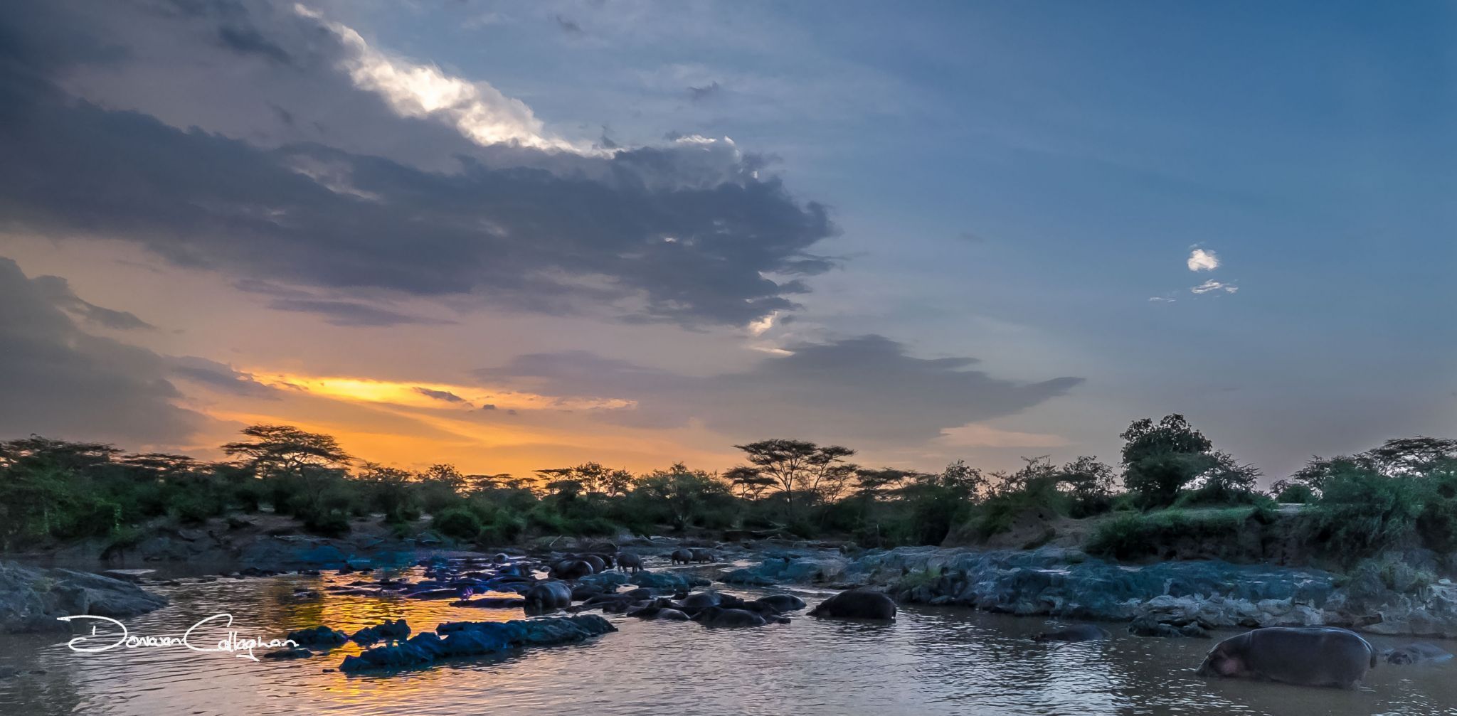 Hippo's bathing at sunset Tanzania, Tanzania