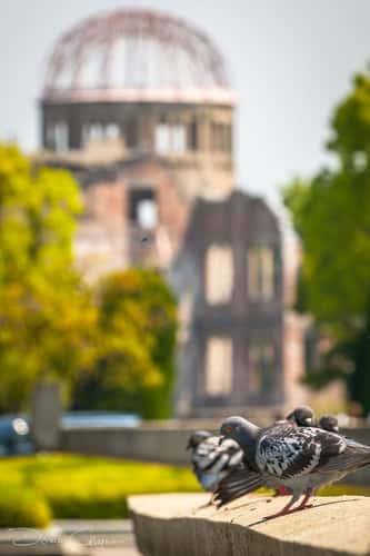 Hiroshima Pigeons