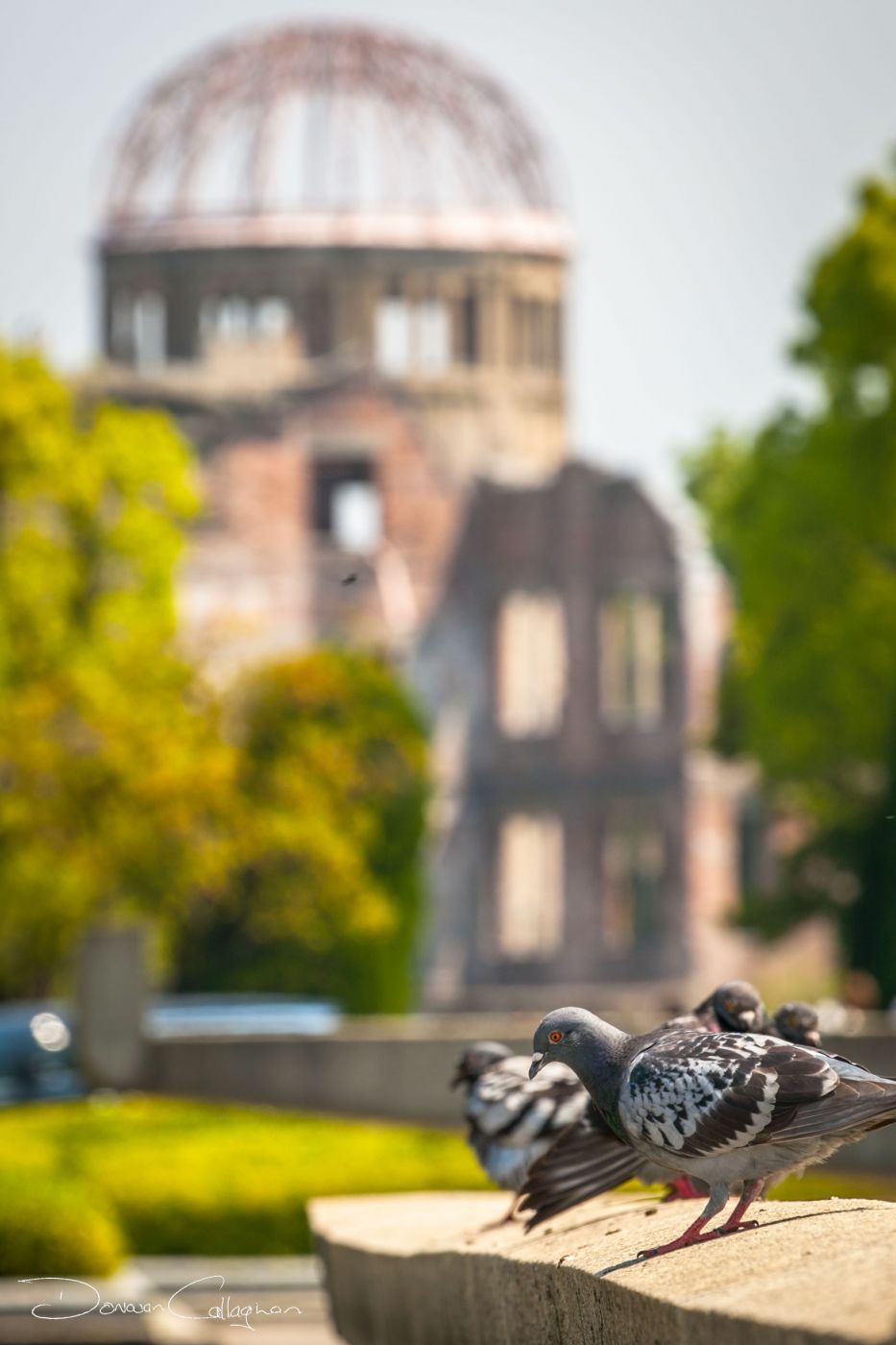Hiroshima Pigeons, Japan