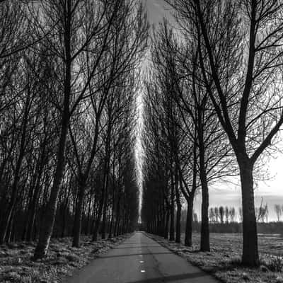 in the woods, Netherlands