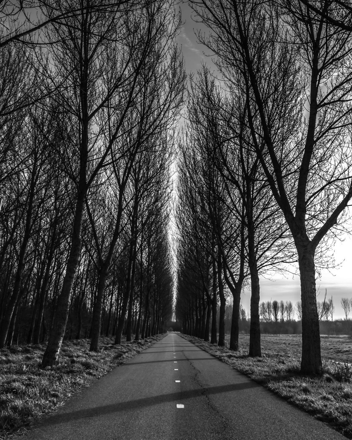 in the woods, Netherlands