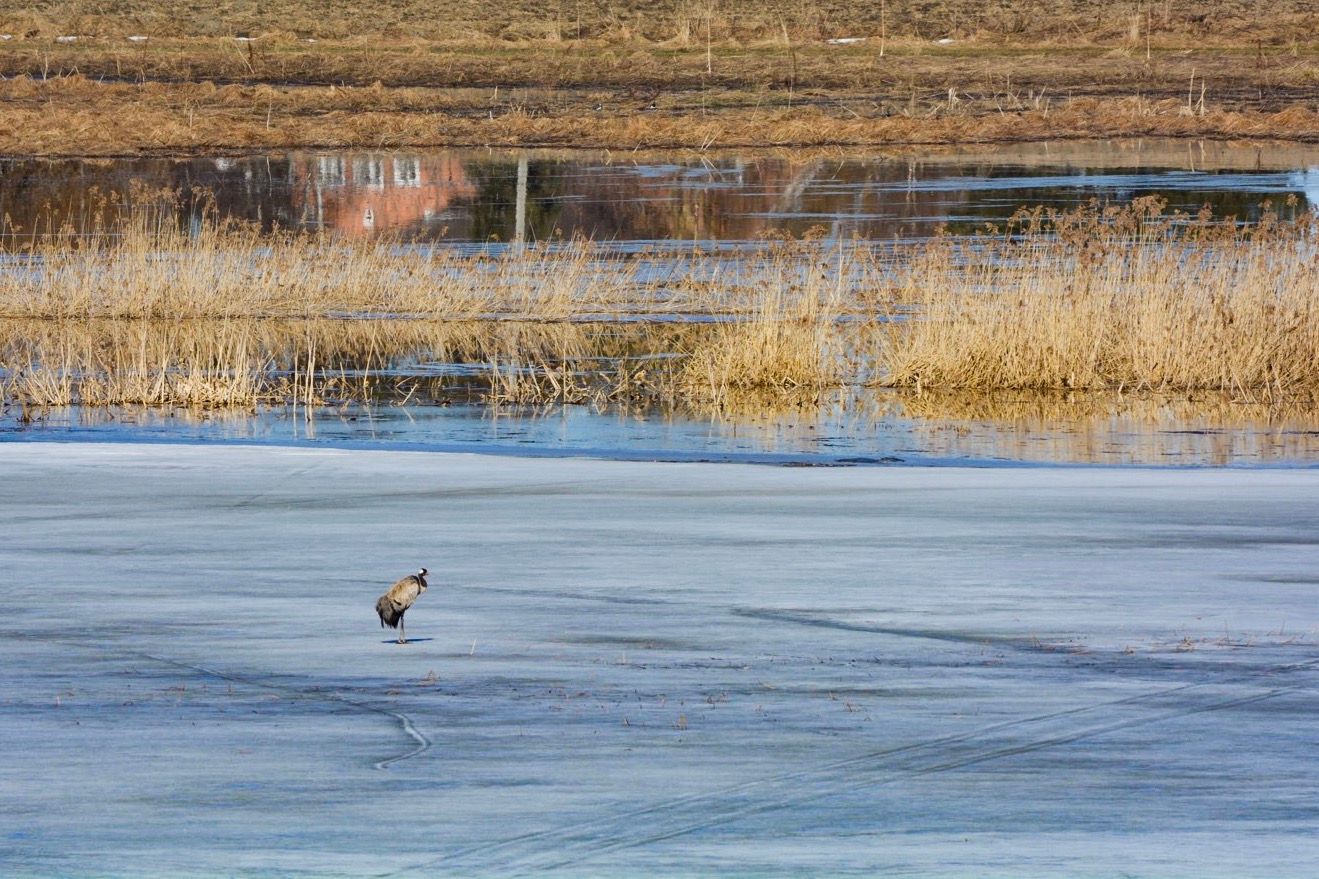Kanteleenjärvi bird observation tower, Finland