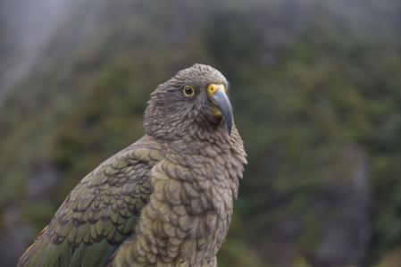 Kea at the Otira Gorge look out