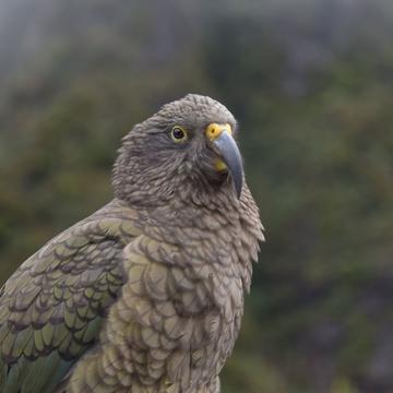 Kea at the Otira Gorge look out, New Zealand