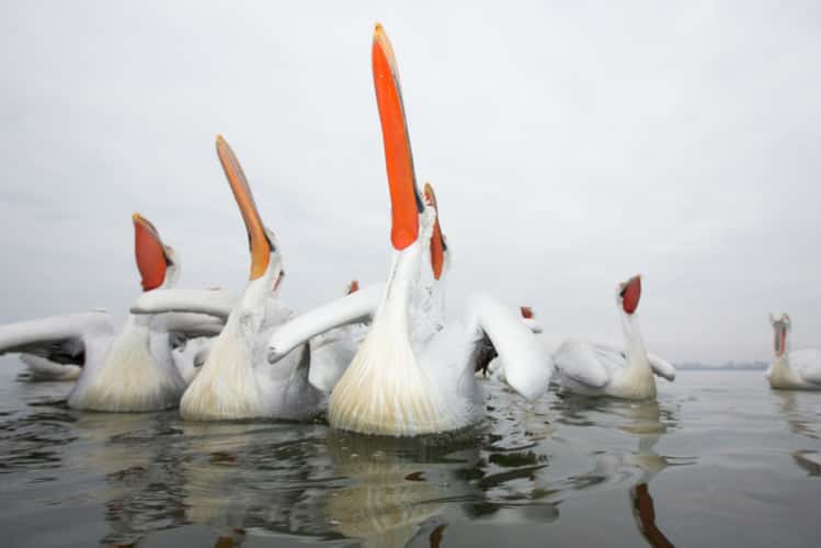 Kerkini See, Lake Kerkini