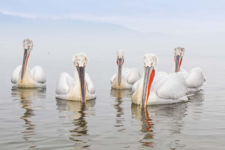 Kerkini See, Lake Kerkini