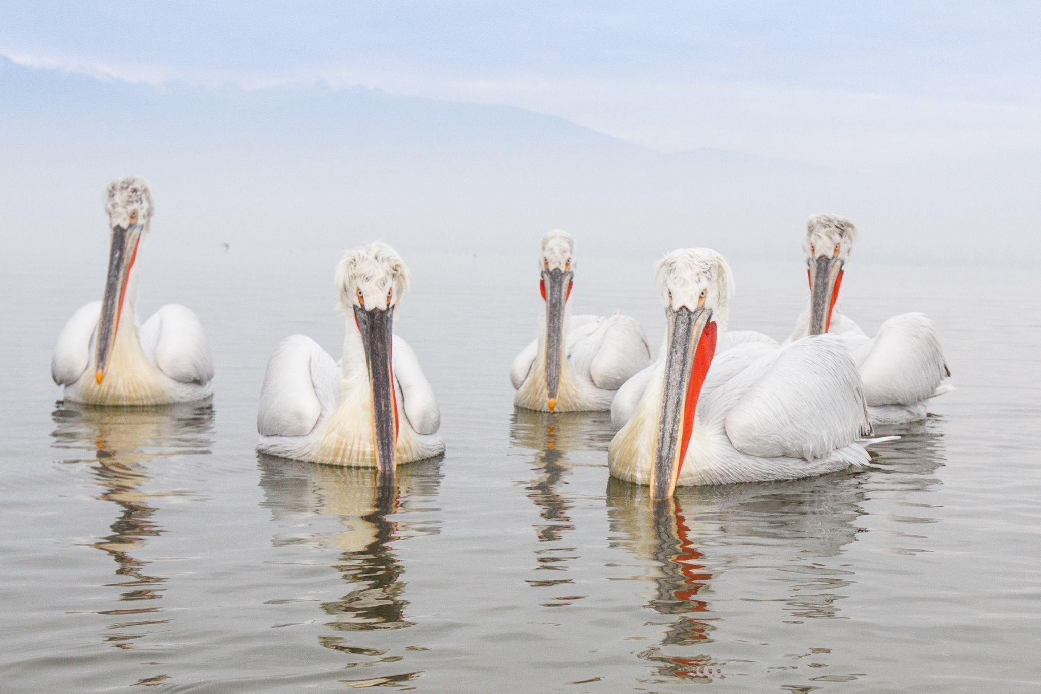 Kerkini See, Lake Kerkini, Greece