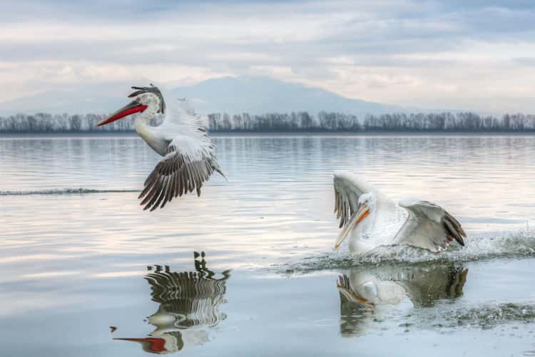 Kerkini See, Lake Kerkini