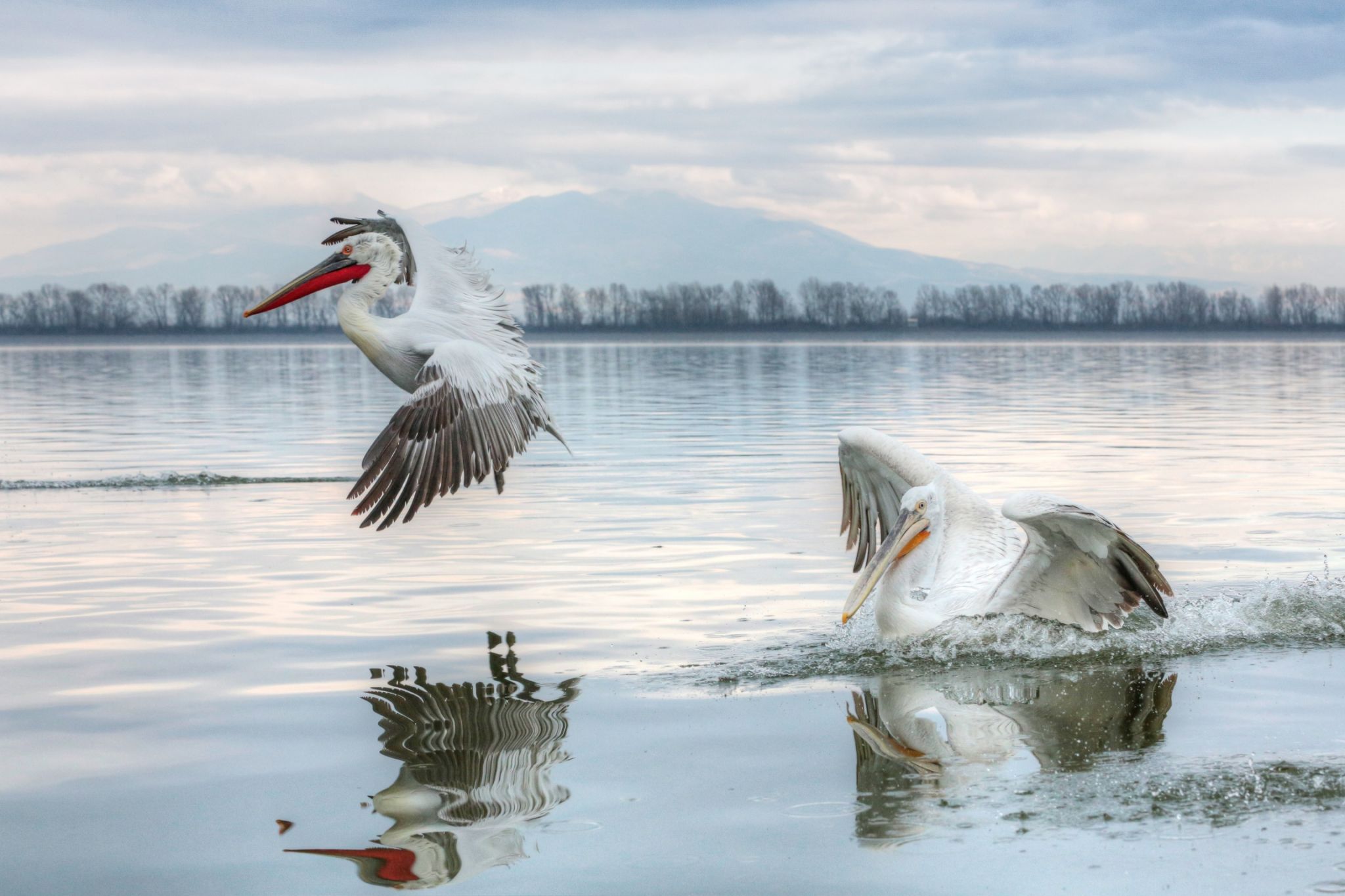 Kerkini See, Lake Kerkini, Greece