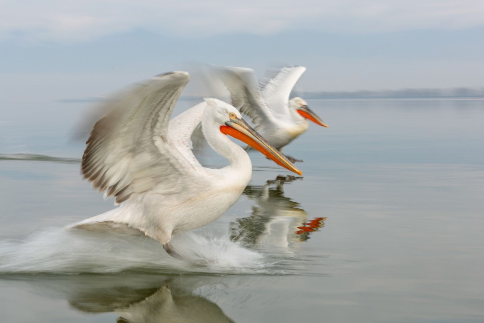 Kerkini See, Lake Kerkini, Greece