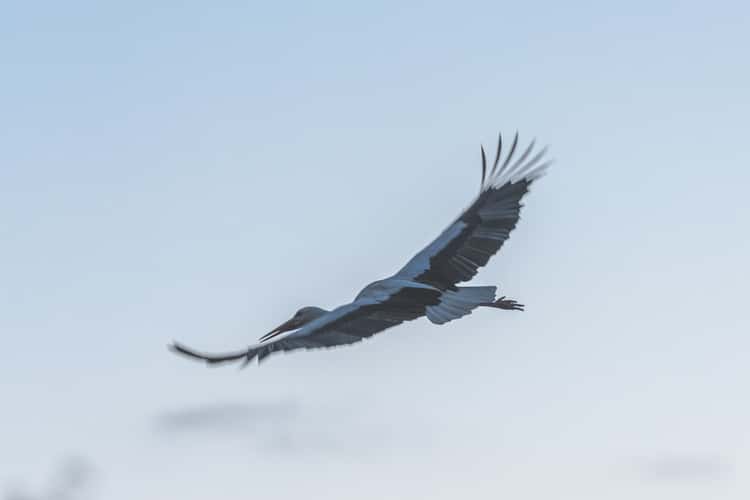 Le Petite Camargue Alsacienne