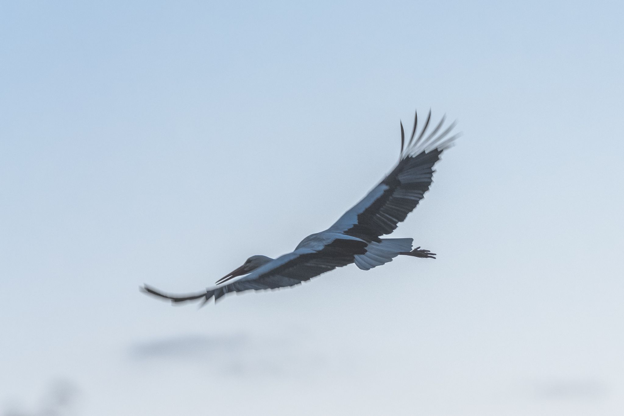 Le Petite Camargue Alsacienne, France