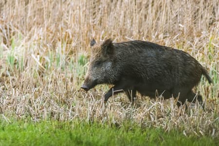 Le Petite Camargue Alsacienne