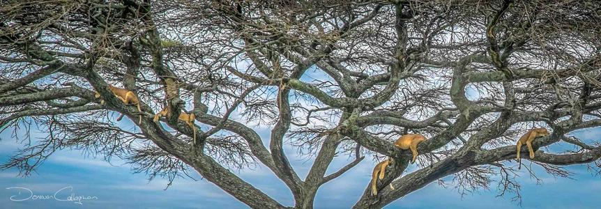 Lioness's sleeping in a tree Serengeti